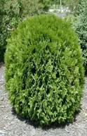   <BR>Thuja occidentalis 
            'Woodwardii'